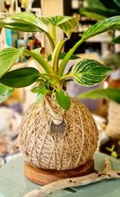 Load image into Gallery viewer, Kokedama and Painted Pot