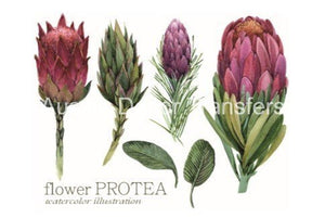 Aussie Transfers - Australian Wildflowers II Proteas